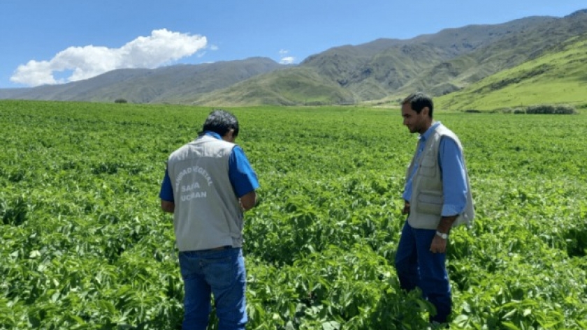 Tafí del Valle: garantizan sanidad y calidad de papa semilla