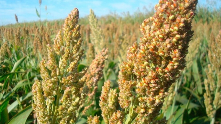 El sorgo, rojo de alegría por la cosecha y por los buenos precios