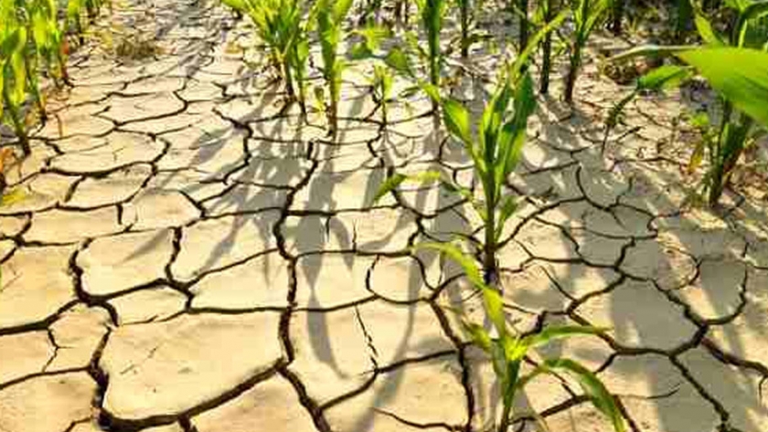 Científicos chilenos detallan aporte de biotecnología agrícola para enfrentar el cambio climático