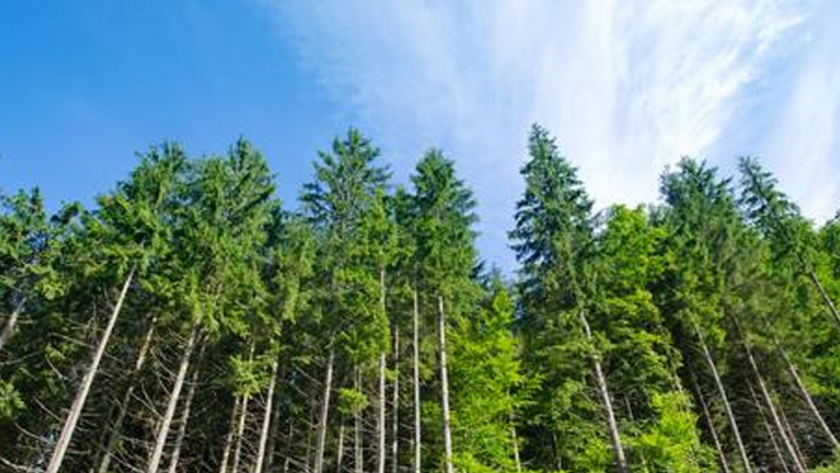Bosques cultivados: Prorrogaron el plazo para la presentación de las certificaciones de tareas