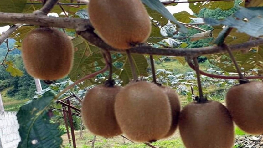 Wild "Kiwi" de Arunachal Pradesh: esto es lo que provocó el aumento de su demanda