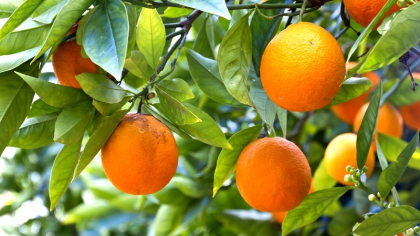 El Senasa certificó el primer envío de naranjas frescas argentinas hacia Guatemala