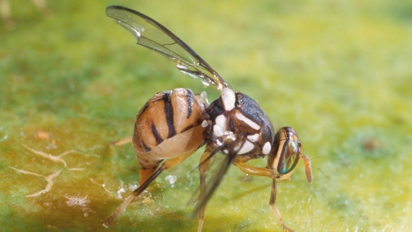 Italia prorroga el uso del dimetoato contra la mosca del olivo