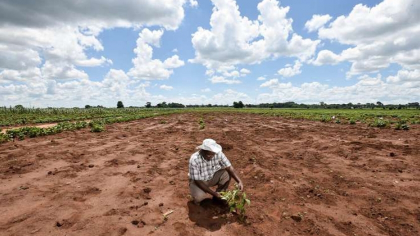 Los avances en el modelado y los sensores pueden ayudar a los agricultores y aseguradoras a gestionar el riesgo