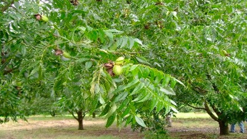 El árbol de pecan , el único nogal de origen americano