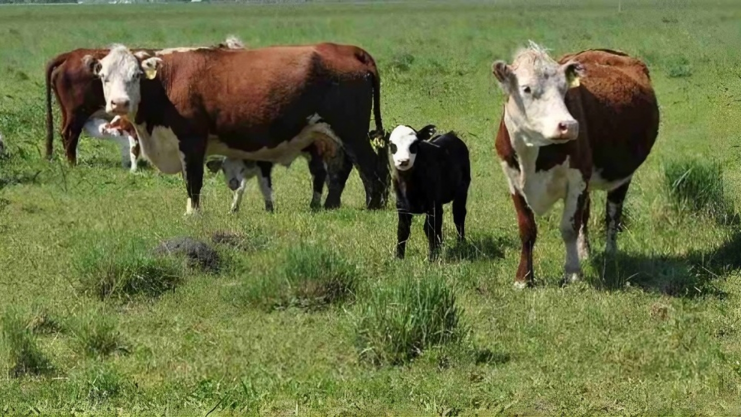 Impulso estratégico en los Llanos riojanos: Chamical fortalece su economía rural y agroindustria