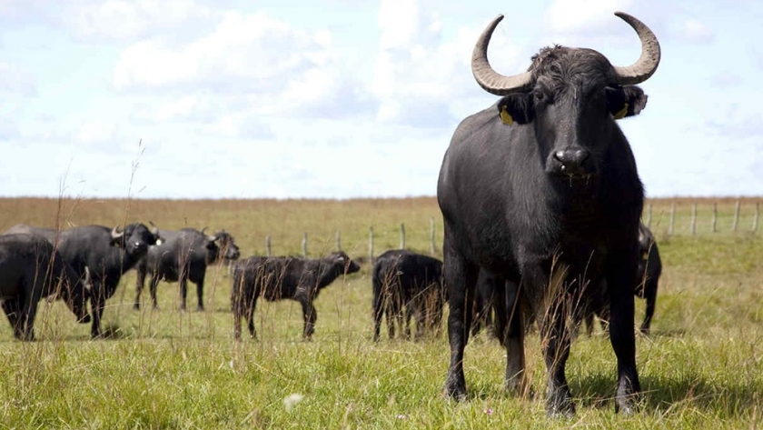 La cría de búfalos en Argentina: una industria en crecimiento