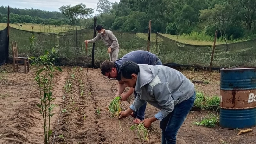 Se instaló el primer núcleo semillero de batata en Pago de los Deseos