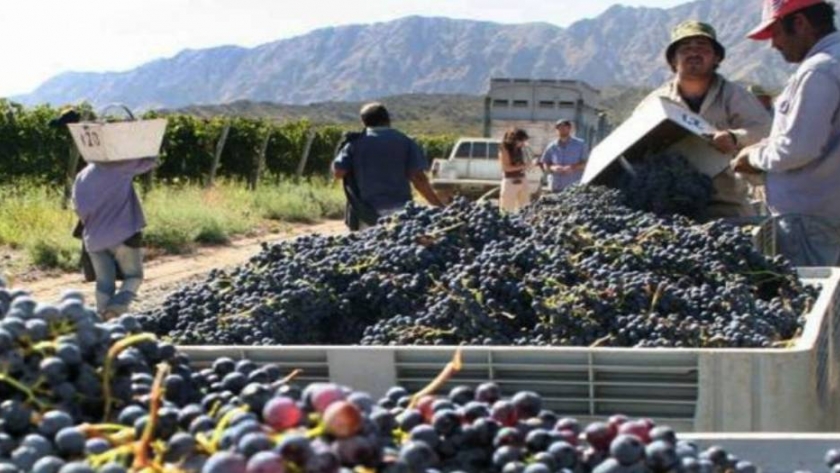 Mendoza busca desocupados locales para trabajar en los viñedos 
