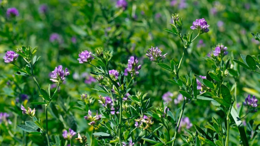 Evaluación de cultivares de alfalfa en el sudoeste bonaerense