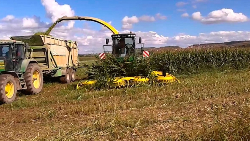 Cuándo picar el maíz y el sorgo para silajes