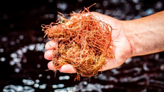 Whole seaweed outperforms bromoform in reducing livestock methane emissions