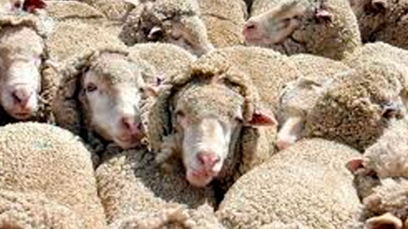 Recomendaciones en el uso de productos veterinarios para ectoparásitos en ovinos