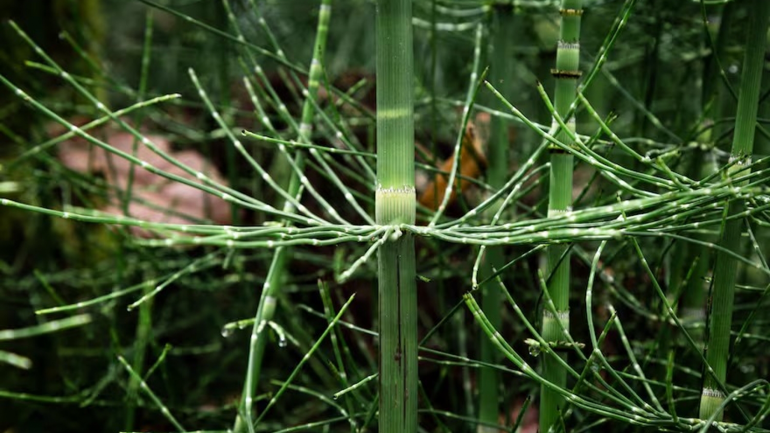 Descubren que una planta prehistórica genera agua como meteoritos