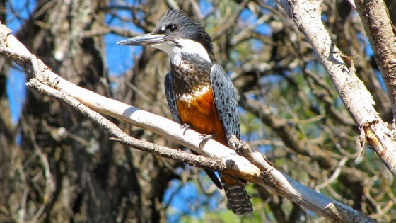 Apertura de Temporada de Observación de Aves en Patagonia