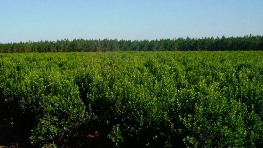 Apoyo a la protección sanitaria del cultivo de la yerba mate en Misiones