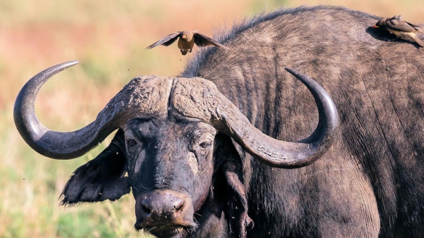 Diplomado en producción de búfalos