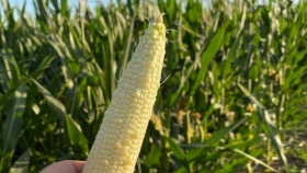 Un maíz «top» en el banquillo de acusados
