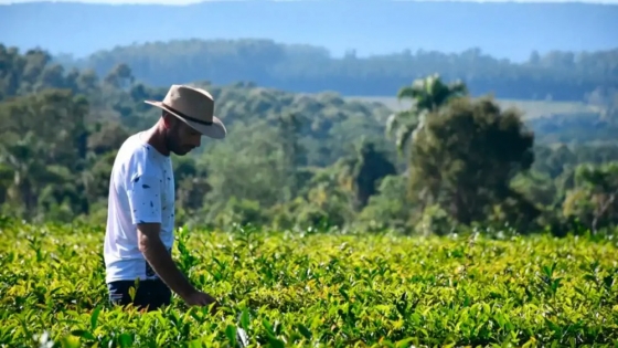 Conflicto yerbatero: el INYM presentará su grilla de costos mientras los productores siguen movilizados