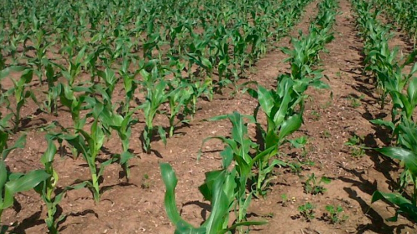 Estiman que caerá 10% la siembra de maíz en la zona núcleo