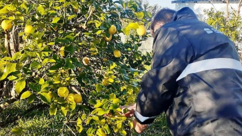 Prevención del HLB: ni los jardines se salvaron