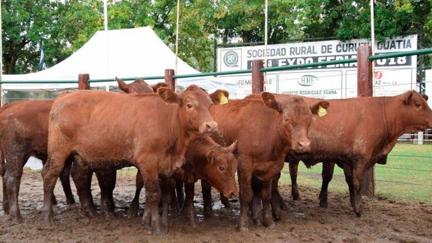 Apareció la demanda de terneros: el susto al déficit de oferta comienza a ser más fuerte que la ausencia de perspectivas favorables