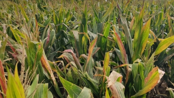 Chicharrita del maiz: protocolo complementario de inscripción de cultivares de maíz