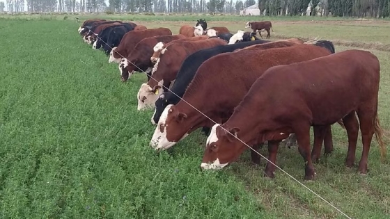Alfalfa y ganadería: una alternativa para las chacras bajo riego