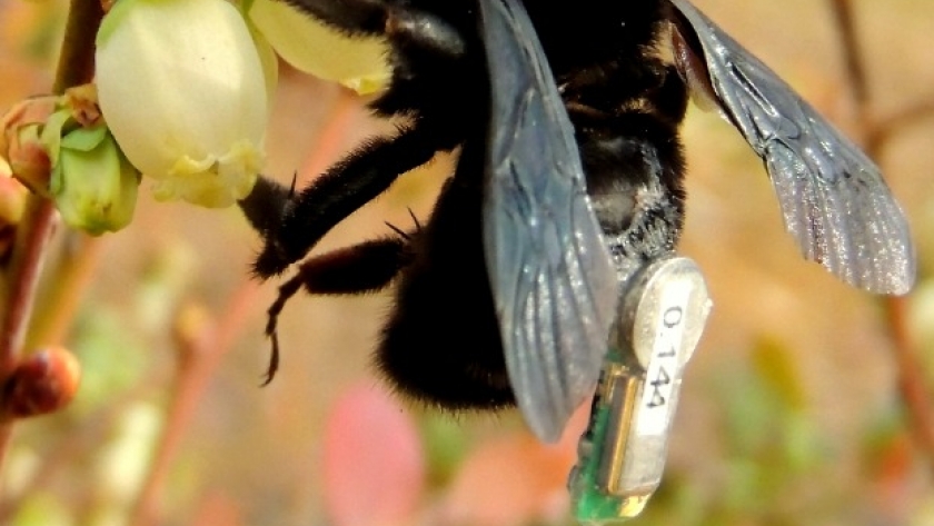 Dinámica espacio-temporal del uso del paisaje por el abejorro Bombus pauloensis (Hymenoptera: Apidae) y su relación con el aprovisionamiento de polen