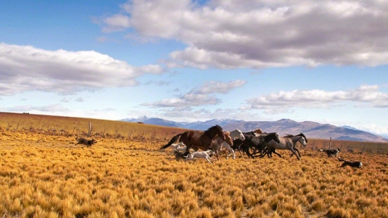 <Explorando las ventajas de los campos en la Patagonia Argentina