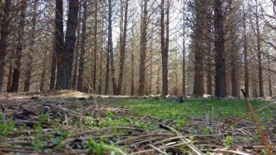 Control de plagas para preservar el patrimonio forestal