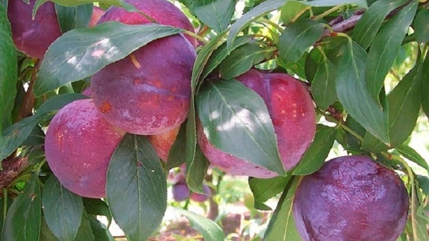 Buscan obtener un dulce de batata enriquecido con antioxidantes
