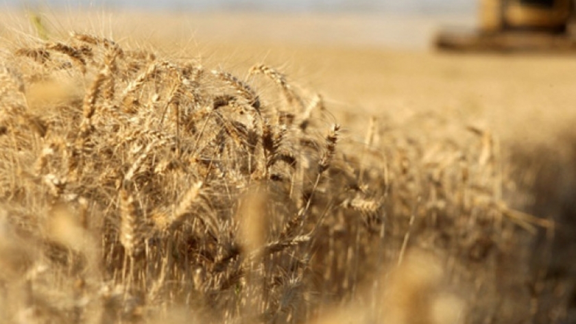 El cultivo de trigo en Rusia y su rol en el mercado climático