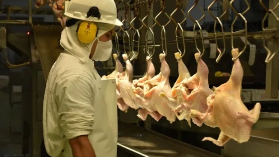 <Producción avícola: cae la faena de pollos un 5,4 por ciento