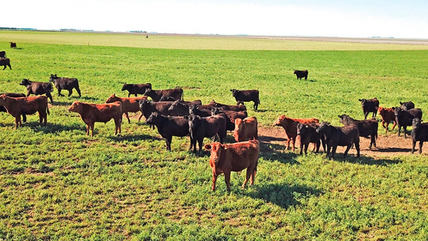 La necesidad de la suplementación invernal sobre campo natural en la recría bovina