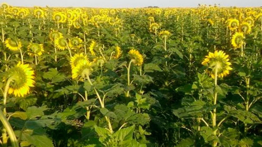 Arrancaron en Entre Ríos las siembras de girasol y de maíz
