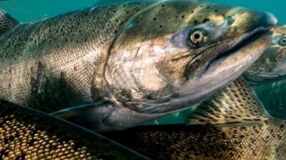 Avanza la invasión del salmón Chinook y crece la preocupación por el equilibrio del río Limay