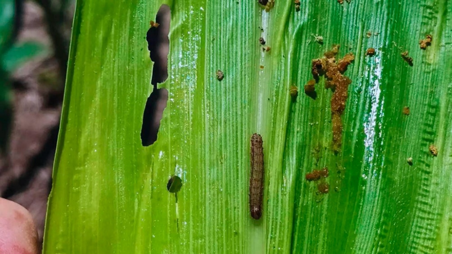 Alertan por menor eficacia de un insecticida clave contra el cogollero en maíz