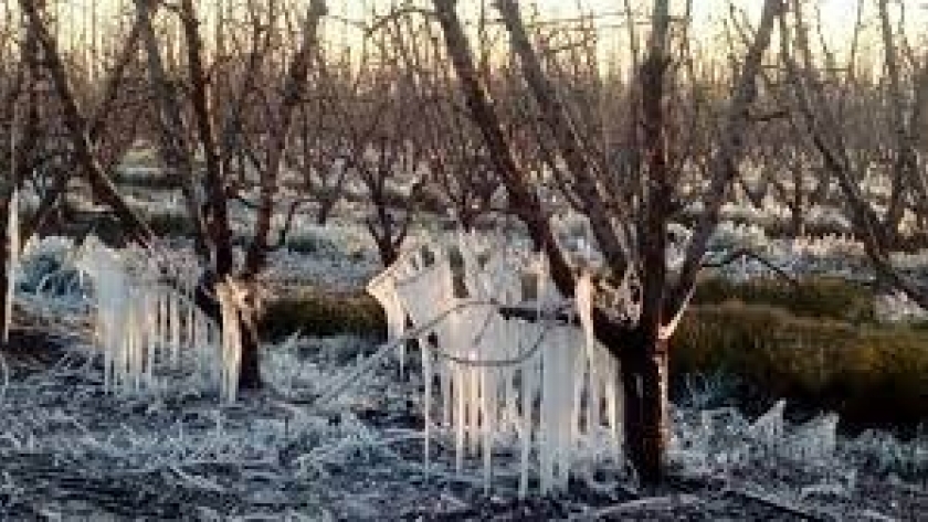 Las heladas alcanzaron en Mendoza hasta 100% de las vides y olivos