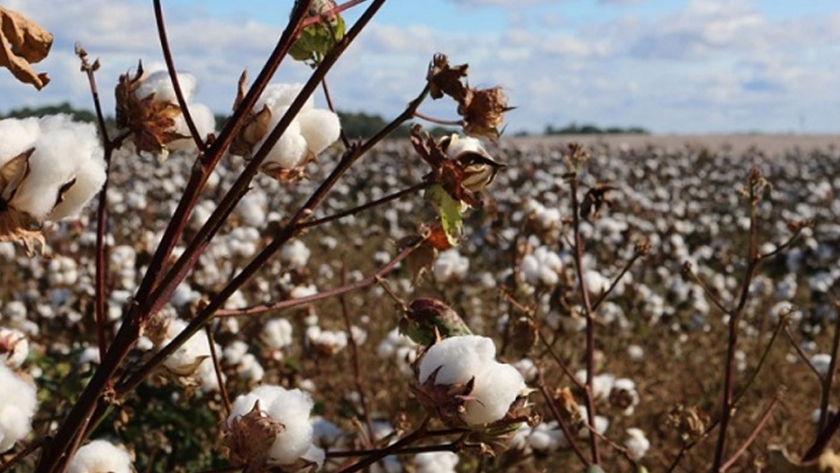 India volverá a coronarse como el mayor productor de algodón en 2020