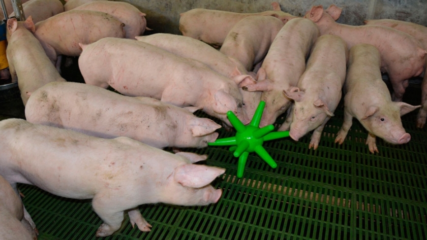 Juguetes anti estrés para granjas de cerdos 