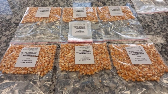 Alerta en la cadena semillera: cae el uso de semilla certificada y advierten impacto en la innovación agrícola