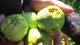 Granizo arrasó el Valle Medio de Río Negro y dejó pérdidas millonarias en plena cosecha