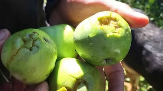 Granizo arrasó el Valle Medio de Río Negro y dejó pérdidas millonarias en plena cosecha