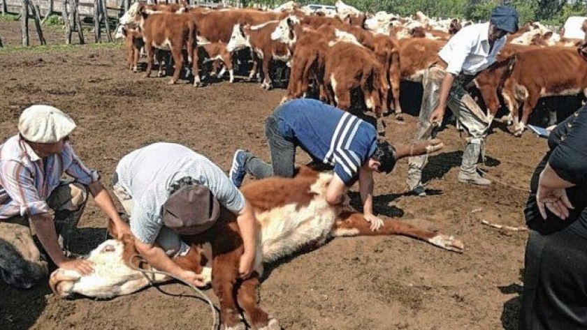 Entre Ríos: Definen estrategia sanitaria ante un nuevo foco de garrapata bovina
