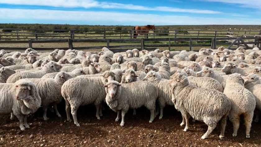 Una empresa de Chubut produce lana orgánica certificada