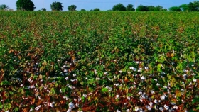 Cultivo de algodón orgánico    