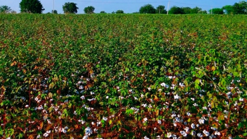 Cultivo de algodón orgánico    