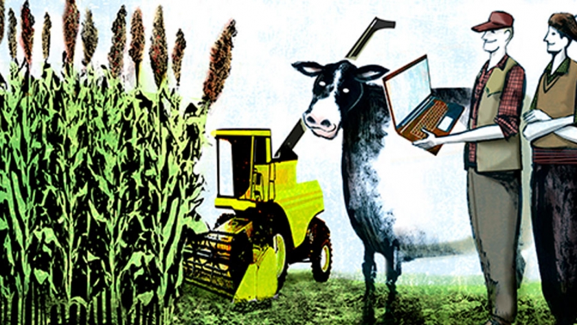 ¿Cuánto se puede ganar con una hectárea de silaje?
