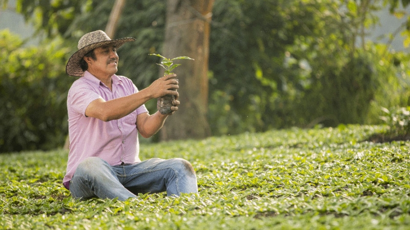 Starbucks y la Federación Nacional de Cafeteros donarán 23 millones de plántulas de café